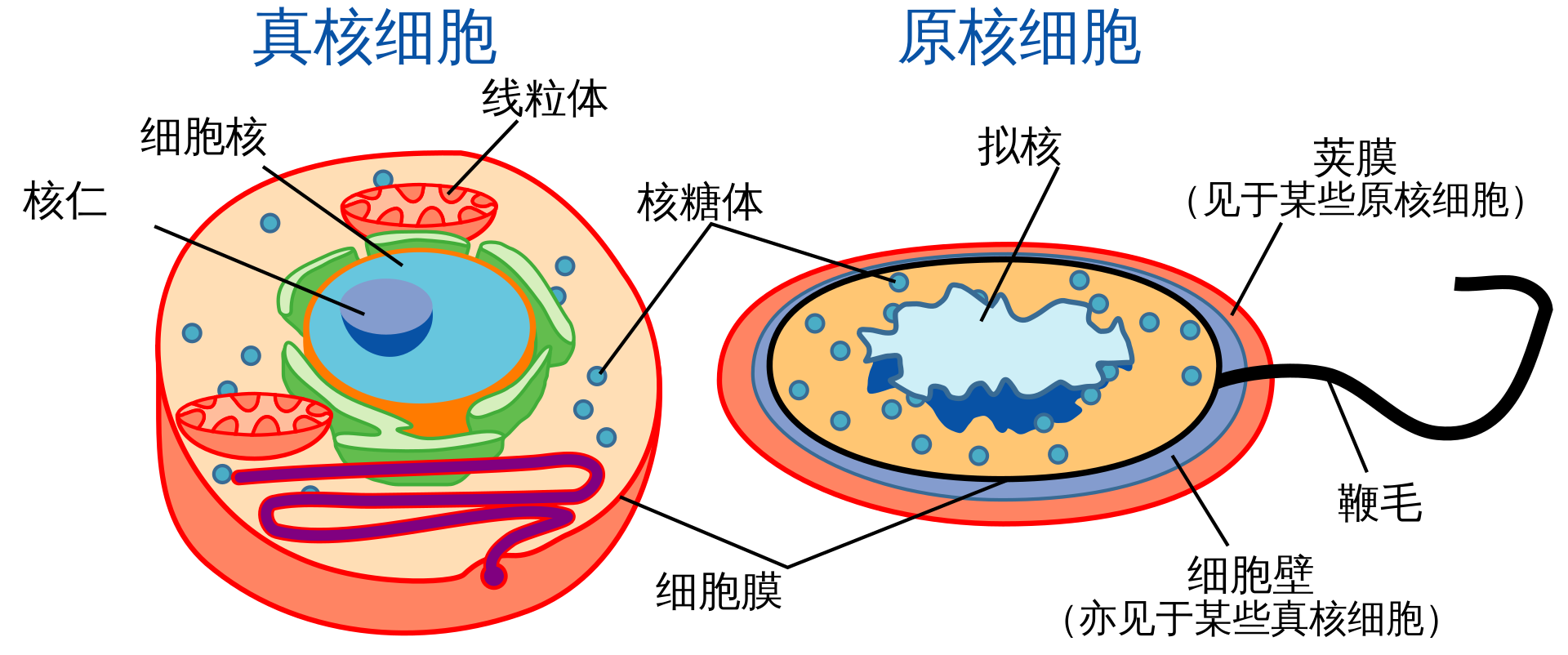 细胞(图1)