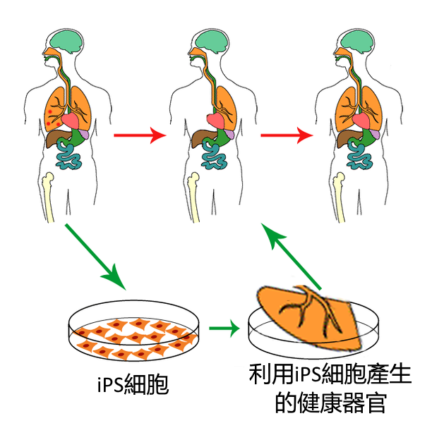 诱导性干细胞_iPS细胞_人工诱导多能干细胞(图1)