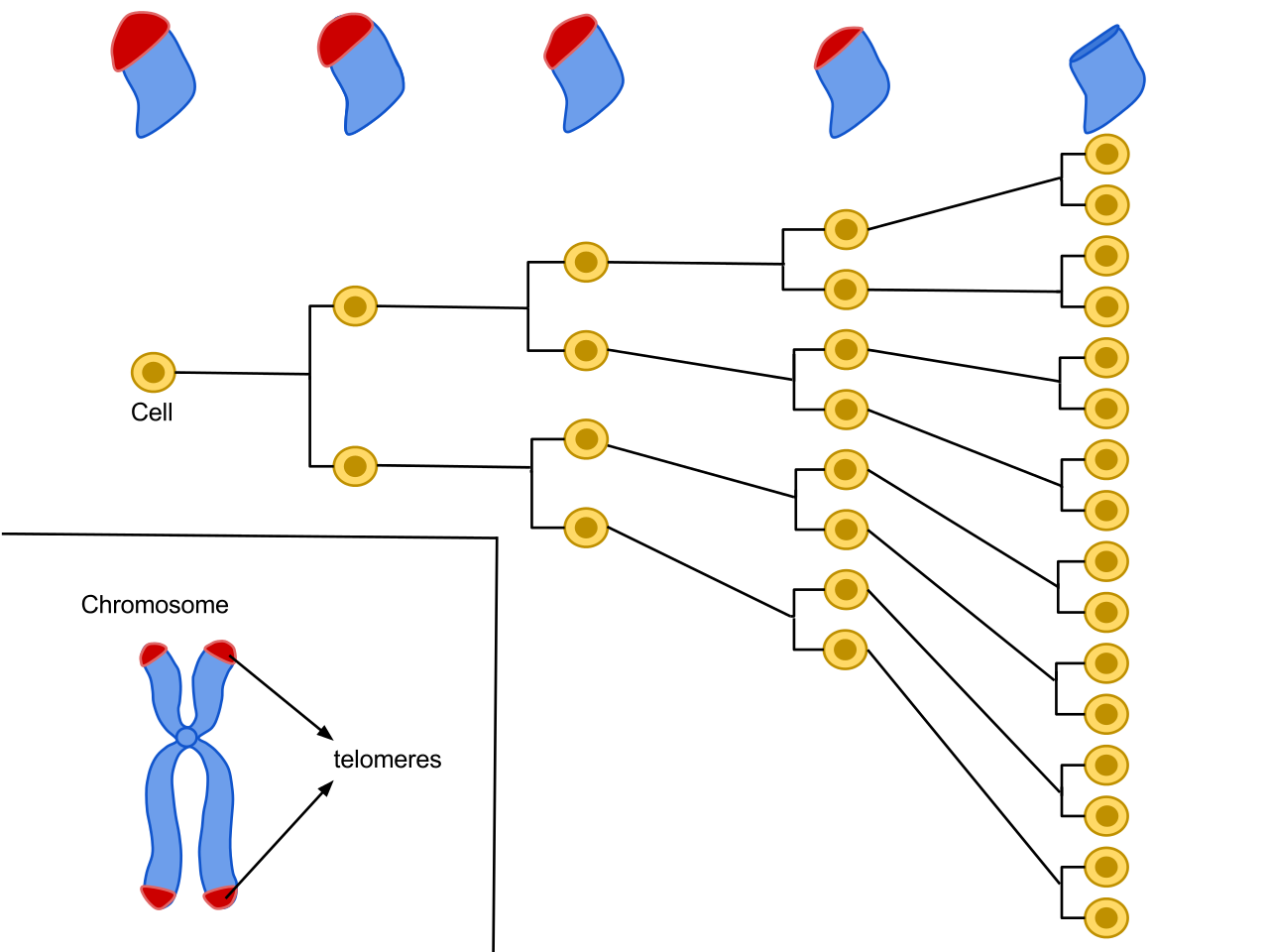 细胞衰老(图1)