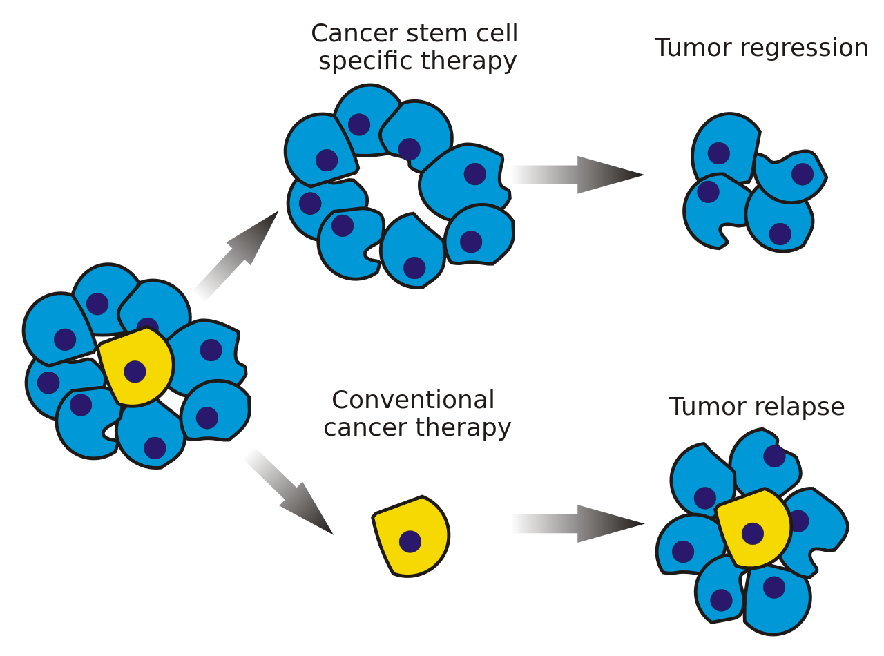 癌症干细胞_肿瘤干细胞_癌干细胞(图1)