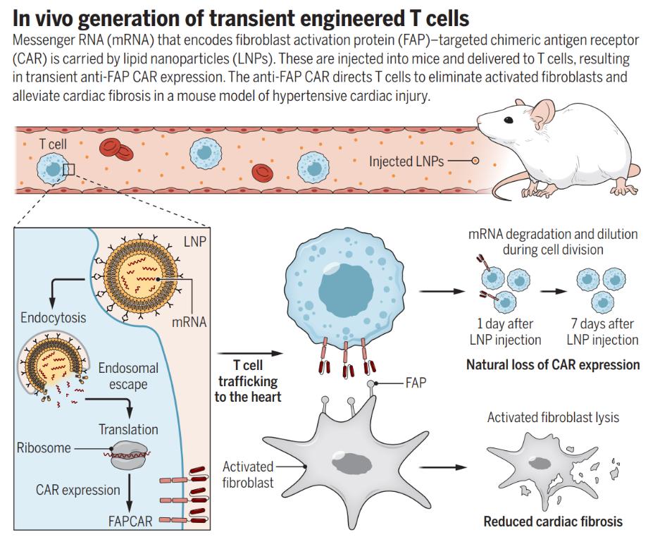 宾大团队开发免疫疗法，体内直接生成CAR-T细胞修复受损心脏(图4)
