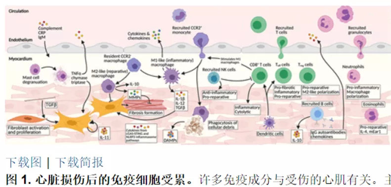 细胞治疗心脏病登上《科学》封面！免疫细胞和干细胞修复心脏损伤(图2)