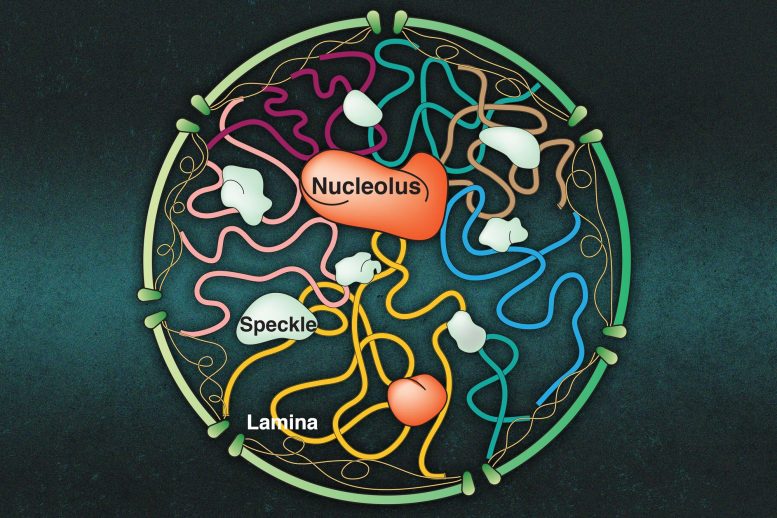 细胞核中的分子簇如何与染色体相互作用(图1)