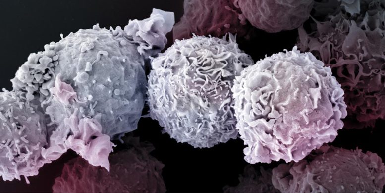 T细胞：在抗击病毒、细菌和恶性细胞的最前沿(图1)