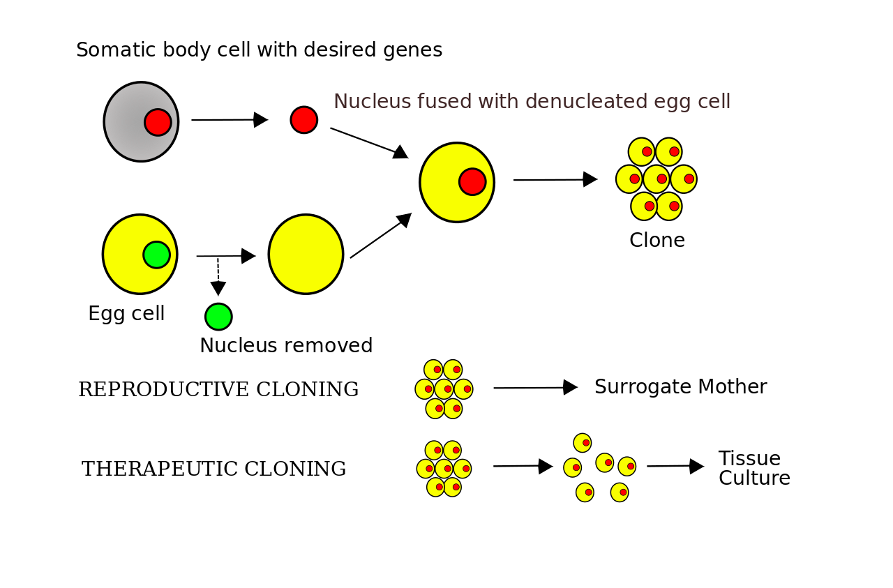 体细胞核移植_细胞克隆(图1)