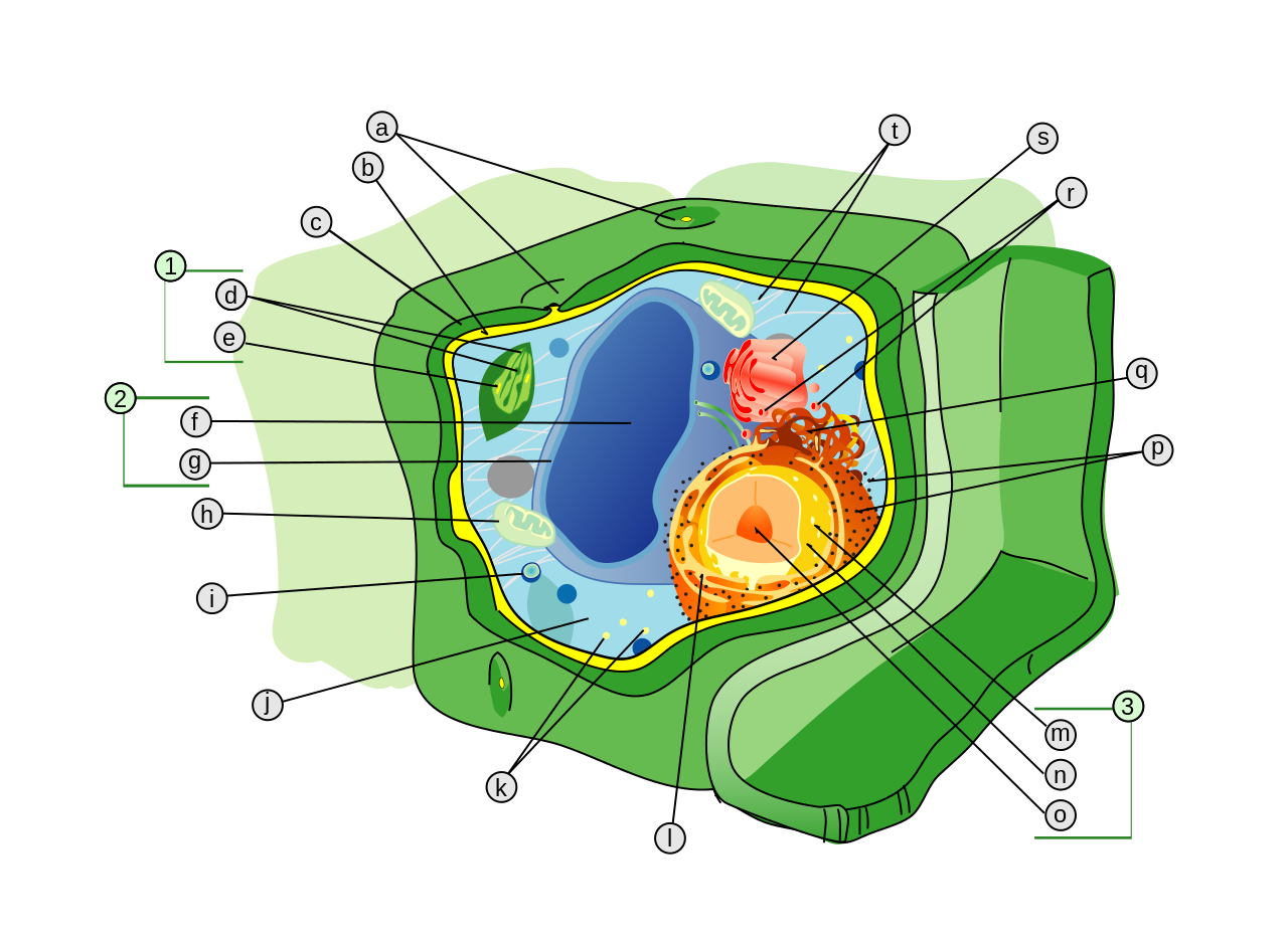 细胞壁(图1)