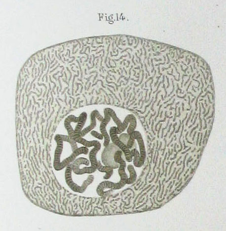 细胞核(图1)