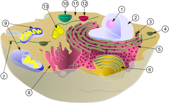 细胞器(图1)