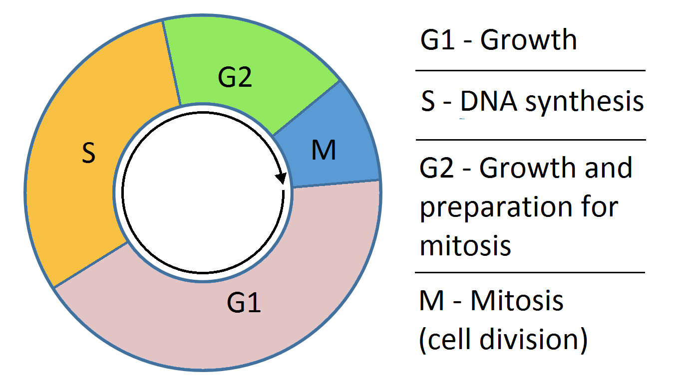 细胞生物学(图2)