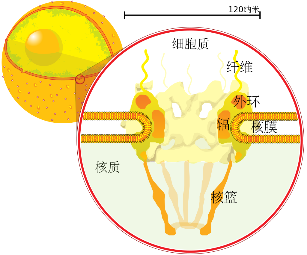 细胞核(图2)