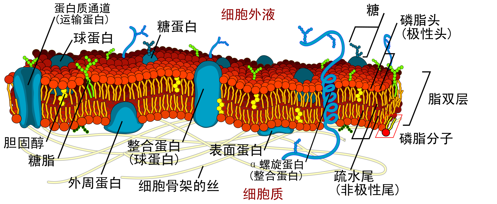 细胞膜(图1)