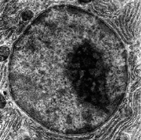 细胞核(图4)