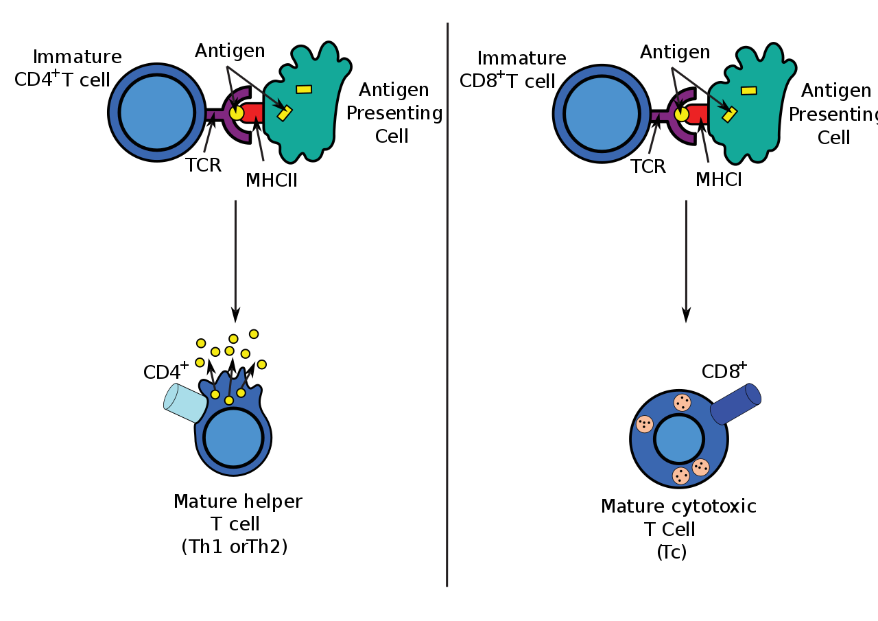 辅助性T细胞(图1)