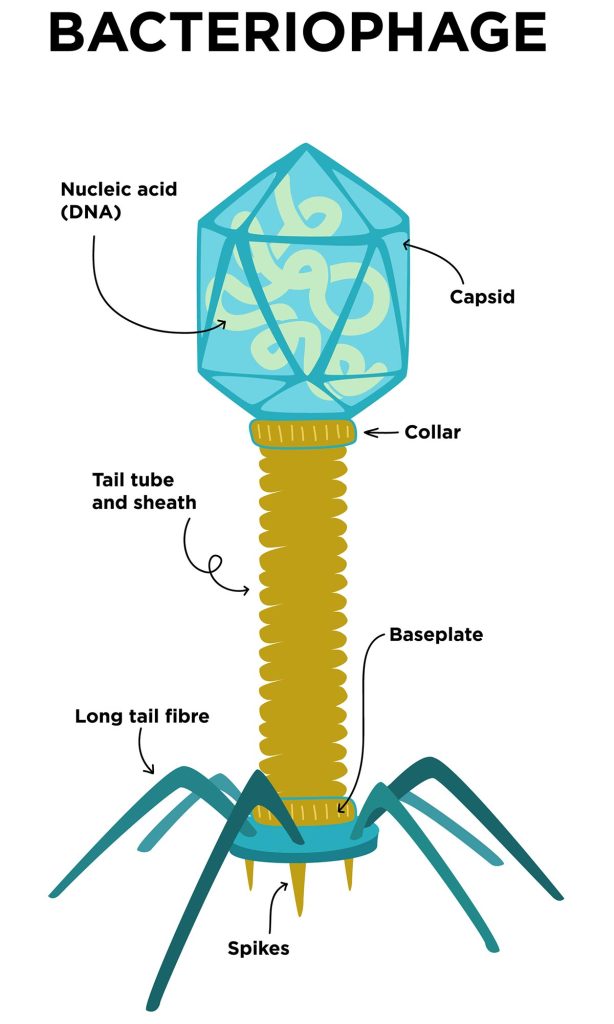 病毒既是生命的恶棍，也是英雄——大自然的基因创新动力源(图2)