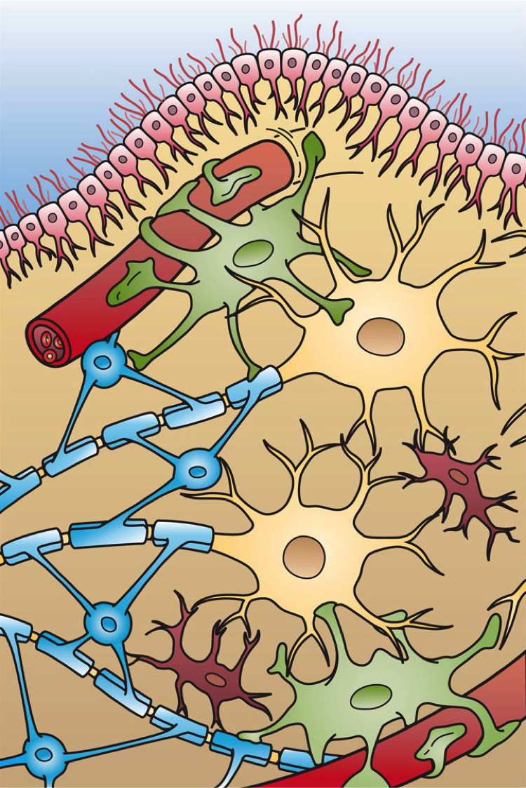 神经胶质细胞(图1)