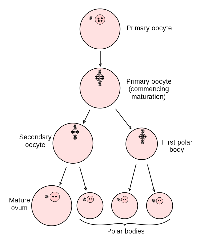 卵母细胞(图1)