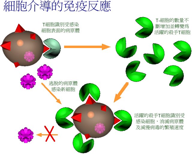 细胞介导免疫_细胞免疫(图1)