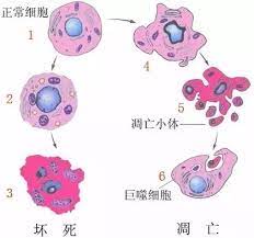 细胞程序性死亡(图1)