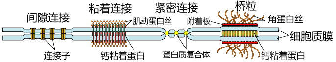 细胞连接(图1)