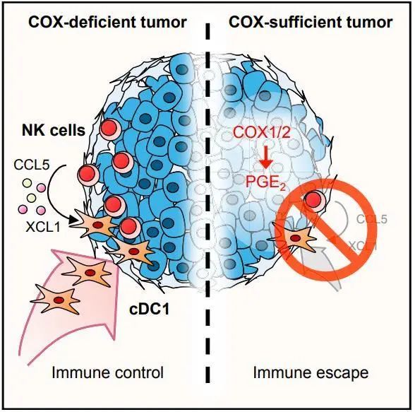 自然杀伤NK细胞丨人体免疫的广谱杀手，防癌、抵御病毒、抗衰老一肩挑(图8)