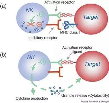 自然杀伤NK细胞丨人体免疫的广谱杀手，防癌、抵御病毒、抗衰老一肩挑(图2)