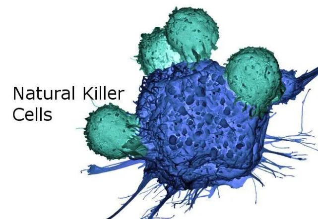 自然杀伤NK细胞丨人体免疫的广谱杀手，防癌、抵御病毒、抗衰老一肩挑(图1)