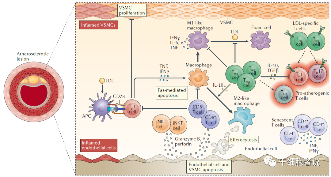 《自然 · 综述》：T细胞在衰老中的角色(图3)