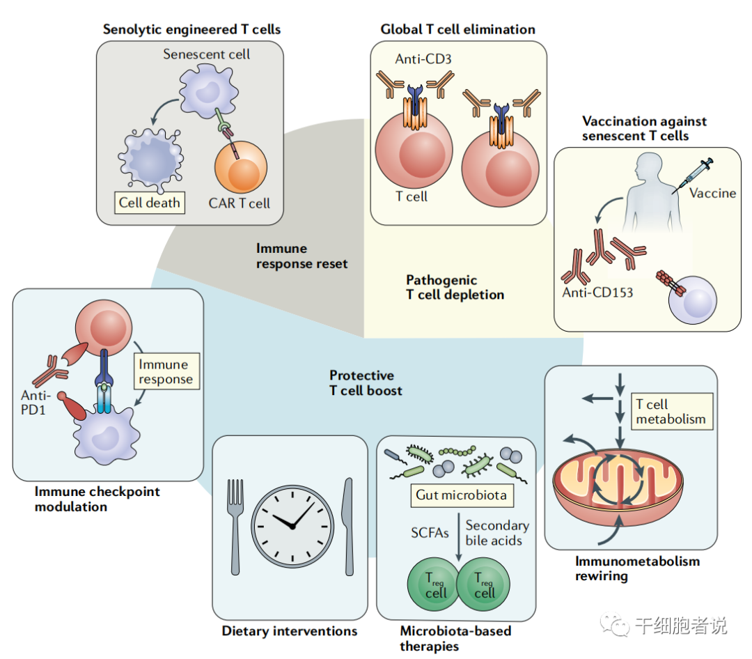 《自然 · 综述》：T细胞在衰老中的角色(图7)