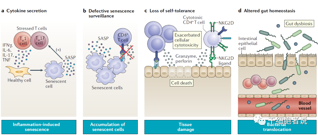 《自然 · 综述》：T细胞在衰老中的角色(图2)