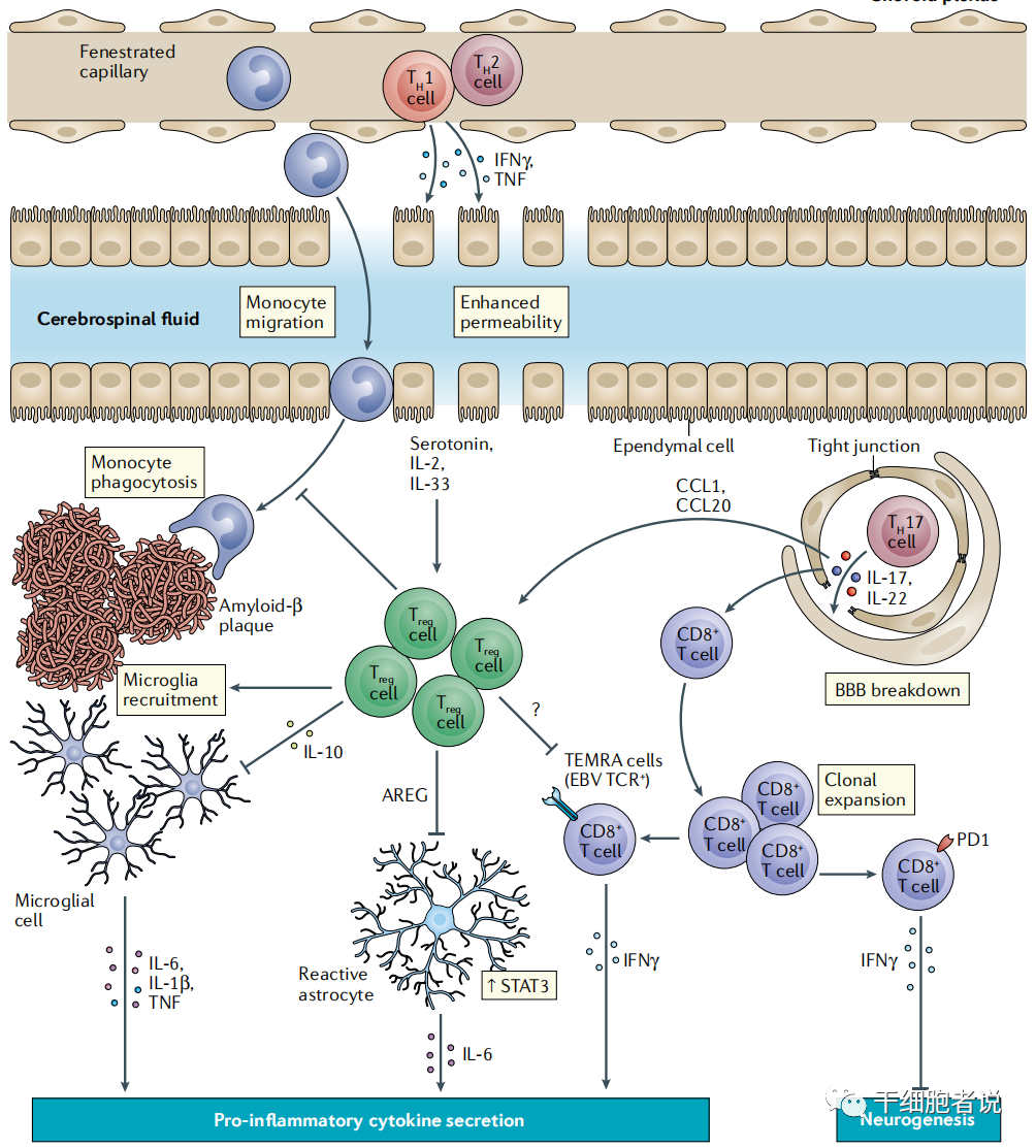 《自然 · 综述》：T细胞在衰老中的角色(图5)