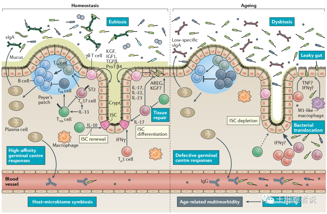 《自然 · 综述》：T细胞在衰老中的角色(图6)