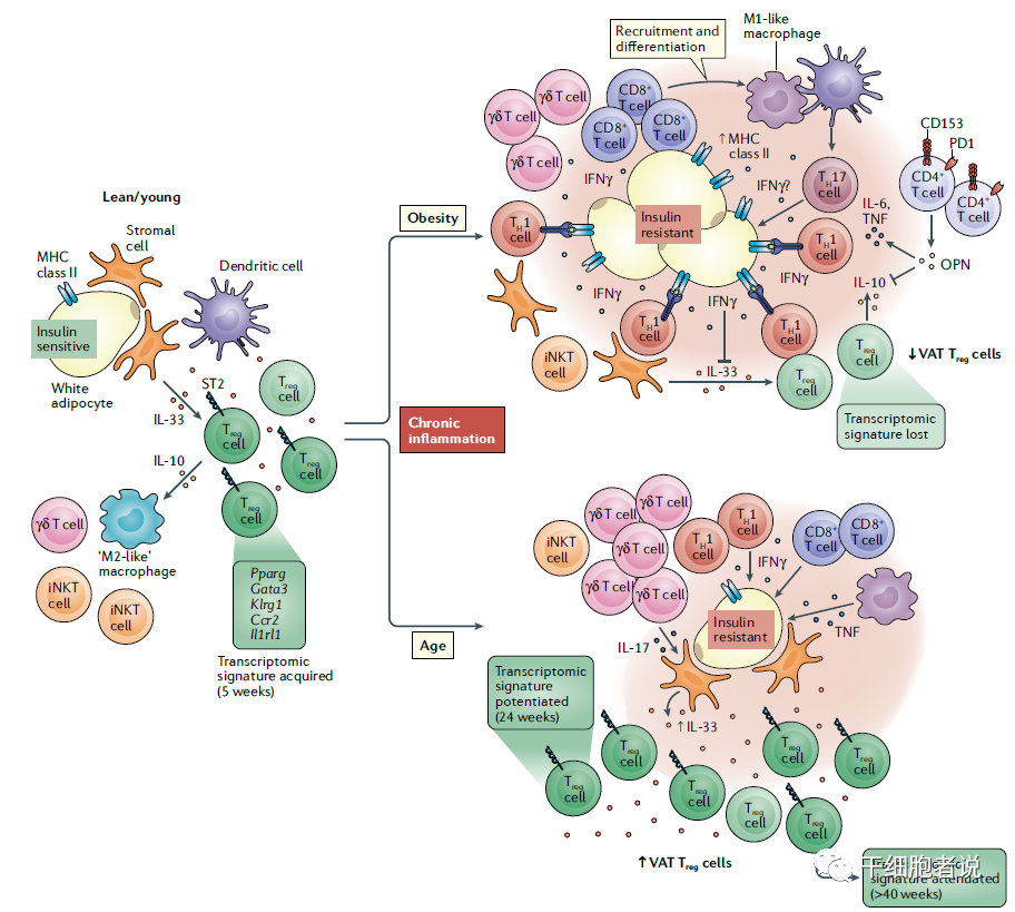 《自然 · 综述》：T细胞在衰老中的角色(图4)