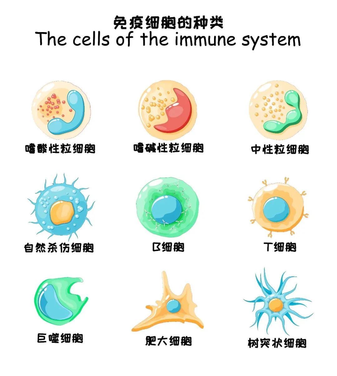 人类高质量细胞——免疫细胞(图1)