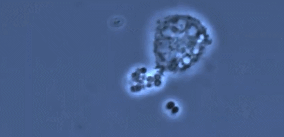 人类高质量细胞——免疫细胞(图6)