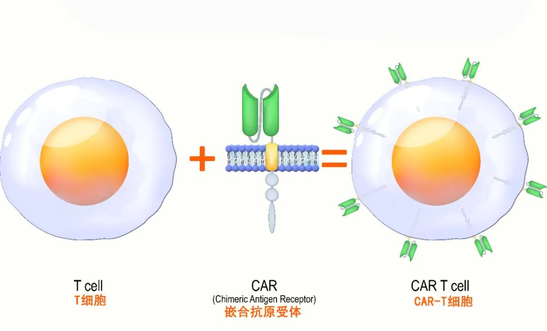 人类高质量细胞——免疫细胞(图8)