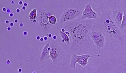 人类高质量细胞——免疫细胞(图2)