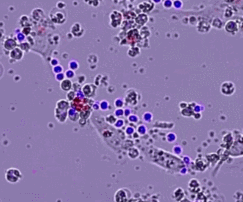 人类高质量细胞——免疫细胞(图3)