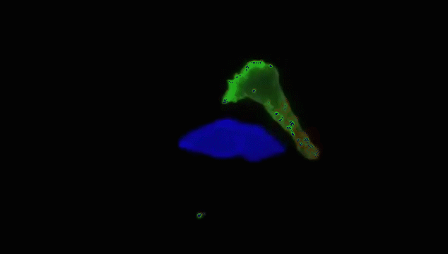 人类高质量细胞——免疫细胞(图4)
