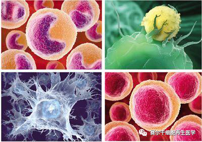 细胞药是未来治病首选!提前细胞储存,为健康备份!(图5)