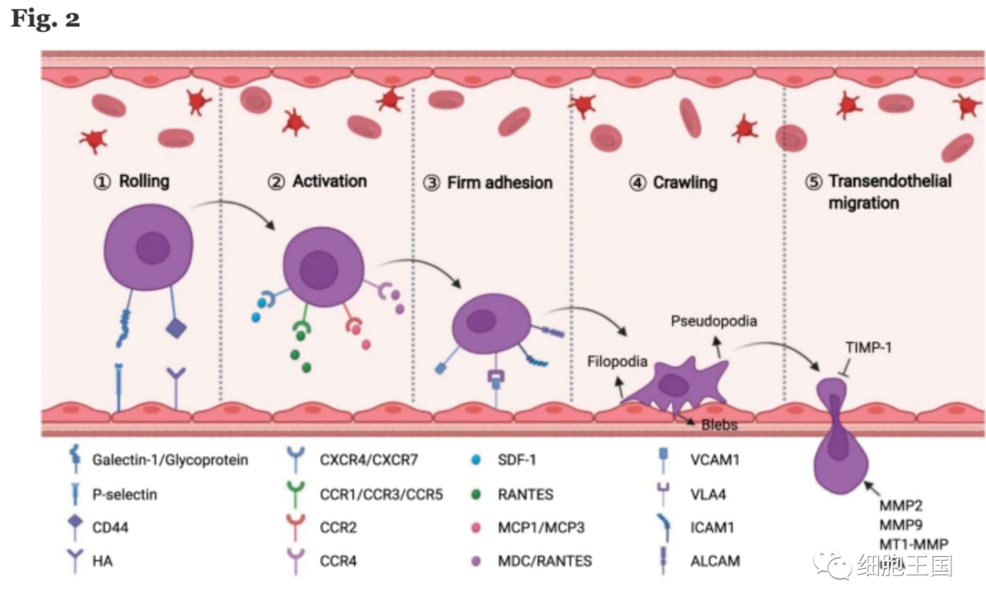 综述｜间充质干细胞归巢效应可提高肝病的治疗效果(图4)
