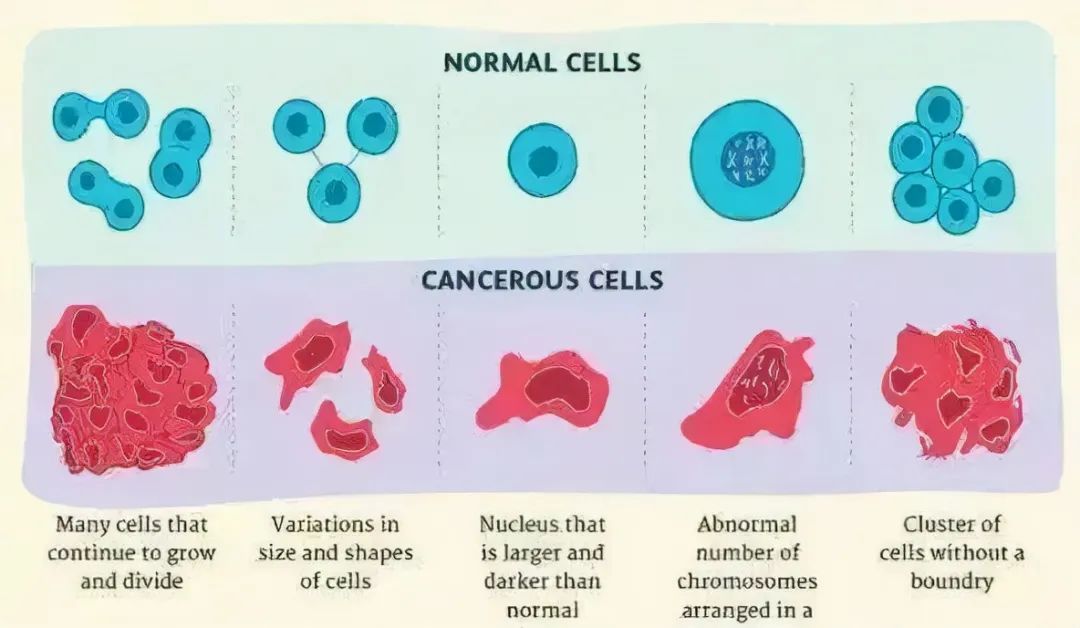 细胞药是未来治病首选!提前细胞储存,为健康备份!(图3)