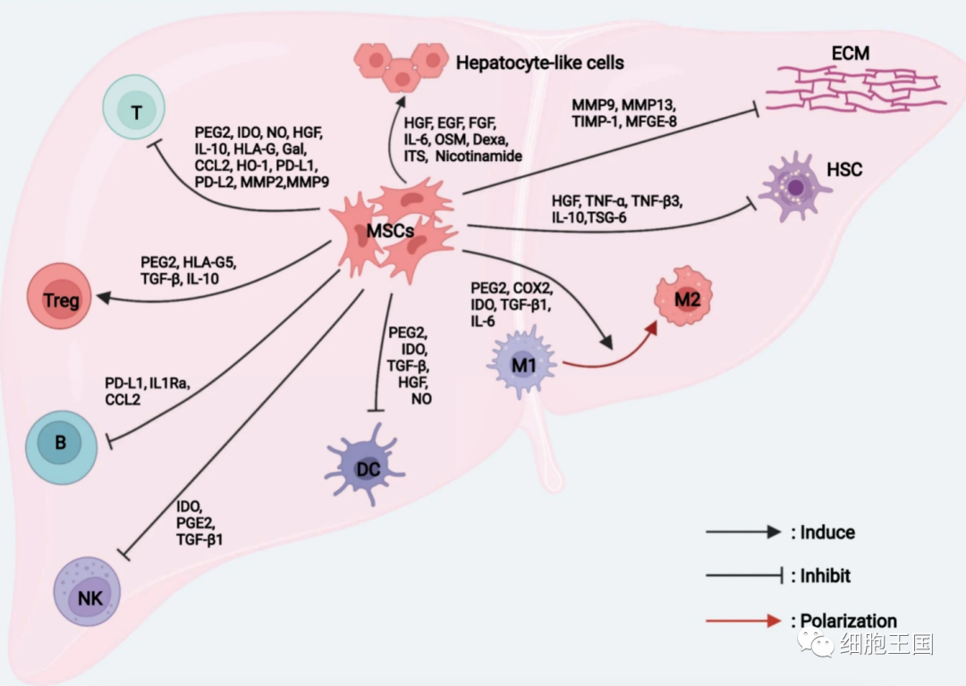 综述｜间充质干细胞归巢效应可提高肝病的治疗效果(图1)