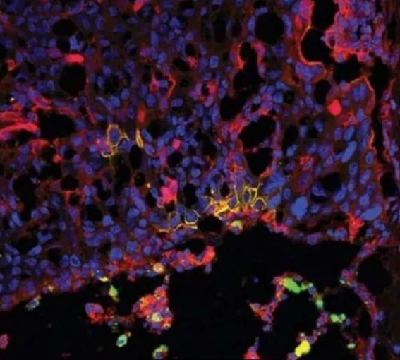 截止到2022年4月，干细胞研究最新进展(图8)
