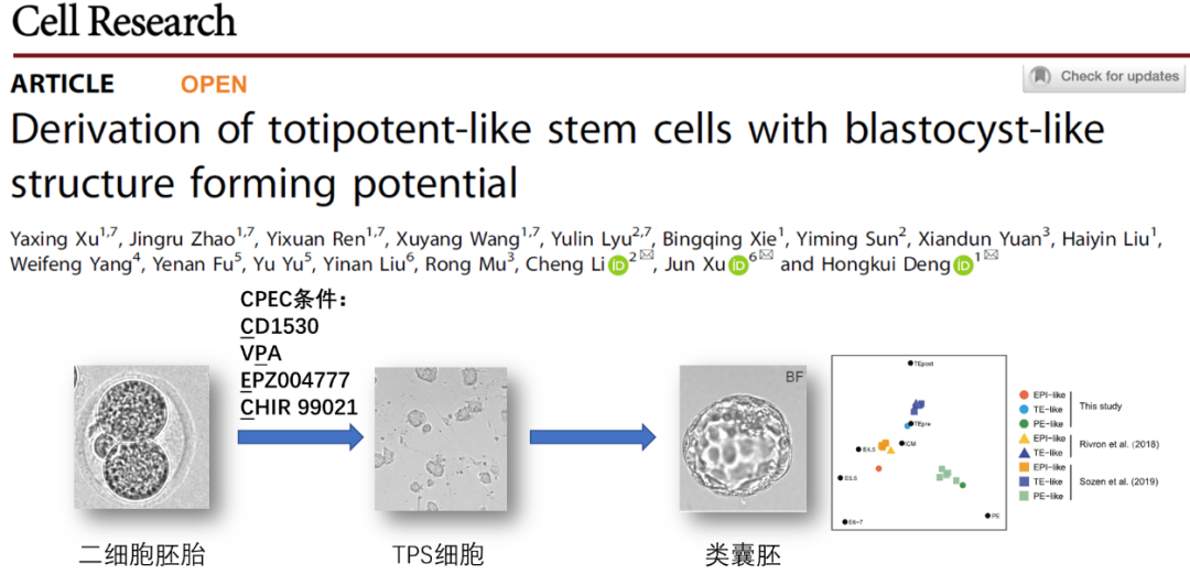 【学术前沿】Cell Research | 邓宏魁/徐君/李程合作利用小鼠二细胞胚胎建立具有形成类囊胚能力的新型全能性干细胞(图1)