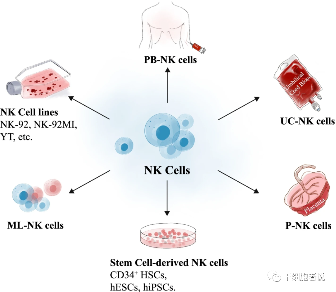 Nat Rev Drug Discov丨NK细胞疗法：抗肿瘤第一道防线(图5)