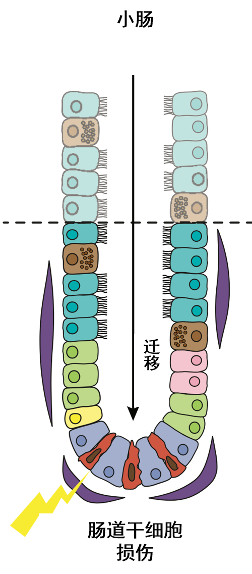 肠道的守护神——肠道干细胞(图3)