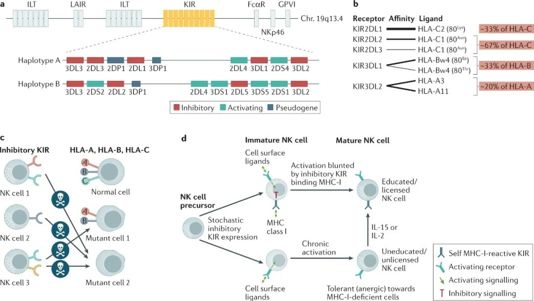Nat Rev Drug Discov丨NK细胞疗法：抗肿瘤第一道防线(图2)