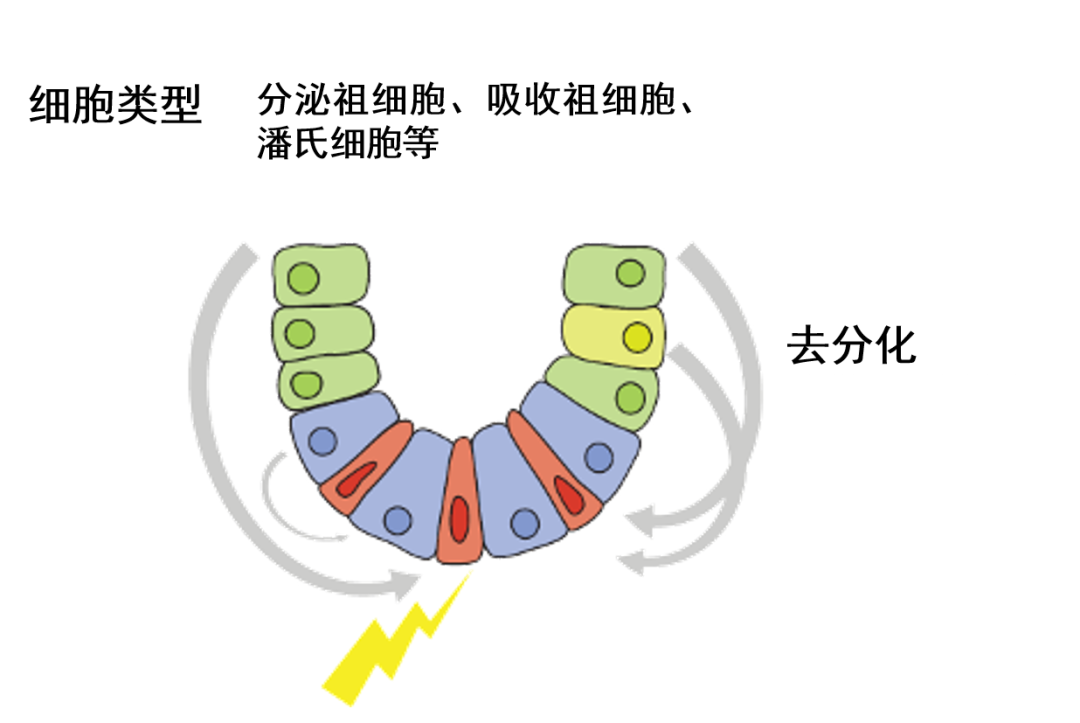 肠道的守护神——肠道干细胞(图4)