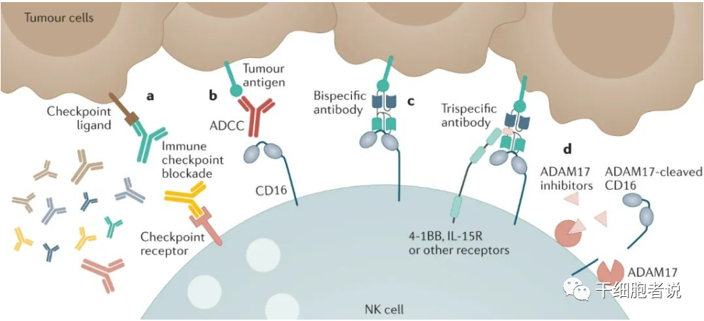 Nat Rev Drug Discov丨NK细胞疗法：抗肿瘤第一道防线(图3)