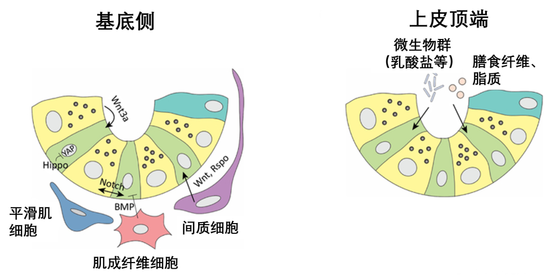 肠道的守护神——肠道干细胞(图5)